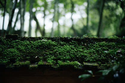 Lee Works | 50mm f1.1 for Leica M