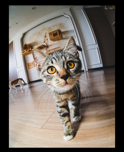 Brightin Star | 10mm F5.6 | Ultra-Wide Pancake Fisheye